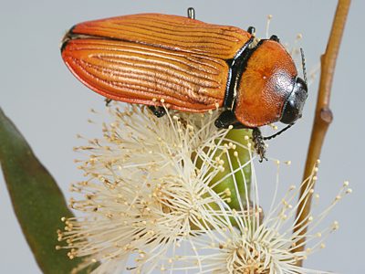 Temognatha wimmerae wimmerae, PL1414, male, EP